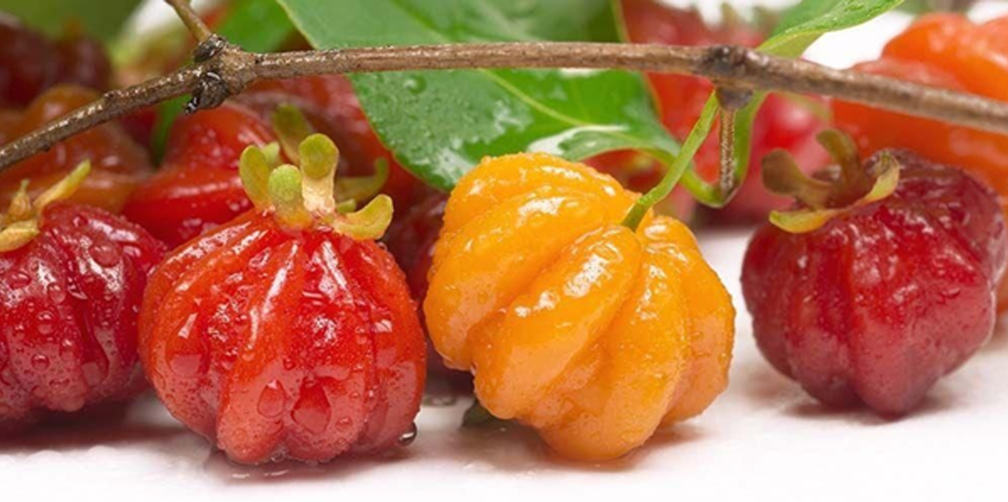 Khasiat Buah Dewandaru Bagus Untuk Menjaga Kesehatan Kulit Khasiat Buah Dewandaru Bagus Untuk Menjaga Kesehatan Kulit